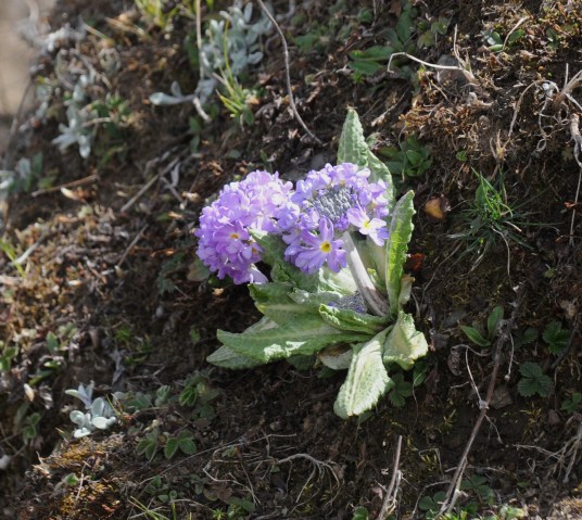 Bhutan